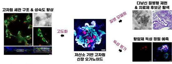 인공 미니 신장의 응용처.