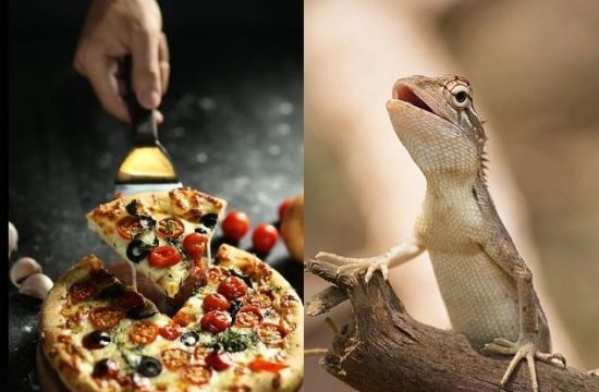 토고의 무지개 도마뱀이 선택권이 주어졌음에도 불구하고 4가지 치즈가 들어간 피자를 극도로 선호한다는 연구가 이그노벨상을 수상했다. 기사 이해를 돕기 위한 사진이미지.