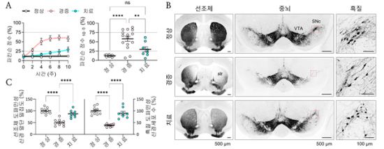 광유전학을 이용한 파킨슨병 생쥐 모델의 질병 진행 완화 및 세포사멸 억제 효과. KAIST 제공