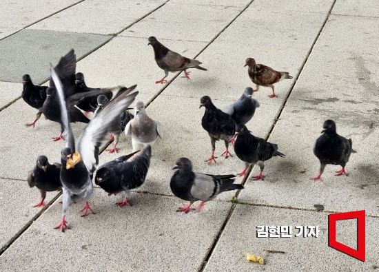 비둘기 개체 수가 증가하면서 위생 문제 및 질병 전파 등의 문제가 생기자 환경부는 지난 2009년 비둘기를 유해야생동물로 지정했다. 사진은 기사의 특정 내용과 관련 없음. 김현민 기자