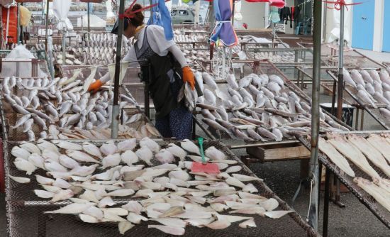 부산 기장군에서 어민들이 민어, 조기, 참돔, 가자미, 오징어 등 제수용 생선을 건조하고 있다. 연합뉴스