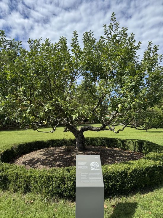 한국표준과학연구원 정원에는 물리학의 상징과도 같은 뉴턴의 만유인력이 탄생한 사과나무의 후손이 자라고 있다. 이 나무는 영국과 미국을 거쳐 한국에 왔다. 사진=백종민 테크 스페셜리스트
