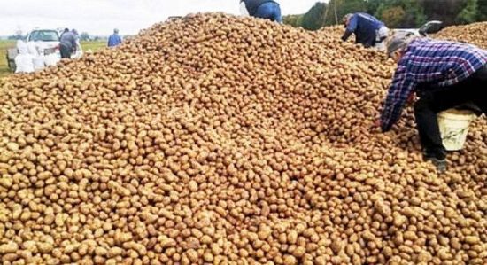 SNS에서 '무료 감자 나눔' 소식을 접한 사람들이 감자밭에서 감자를 쓸어담고 있다. 오디티센트럴