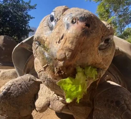 한 세기 넘게 사랑받아온 갈라파고스땅거북이 그래마가 141세로 생을 마쳤다. 미 샌디에이고 동물원 인스타그램
