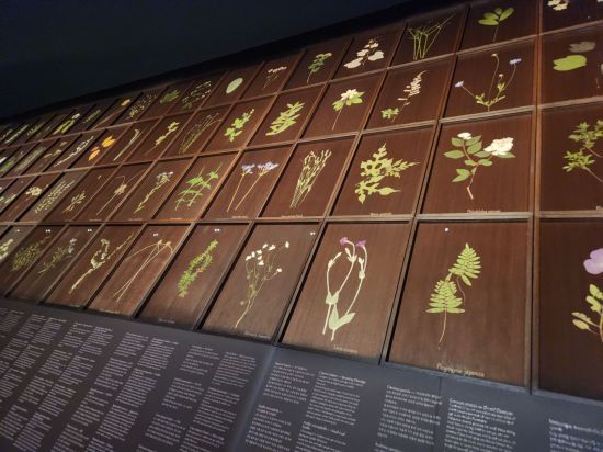 560여점의 들꽃과 들풀들의 모습과 이름을 담아 넣은 '우리가 처음 만났을 때(When We First Met)' 작품. 서믿음 기자