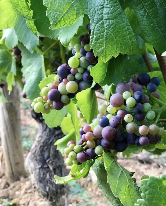 베레종(Veraison) 단계의 피노 누아.[사진=도멘 미쉘 르부르정]