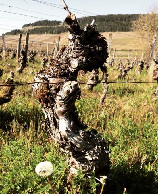 120년가량 된 도멘 미쉘 르부르정의 올드 바인[사진=도멘 미쉘 르부르정]