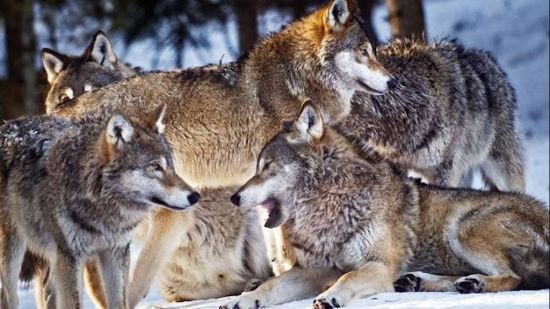 러시아 시베리아 일대 살고 있는 유라시아 늑대 모습. 유튜브 캡쳐