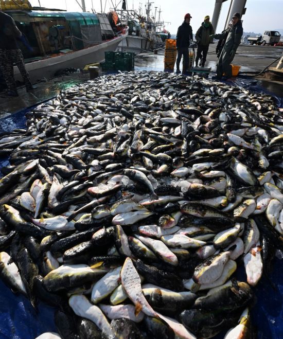 지난 7일 강원 강릉시 주문진항 물양장에 어민들이 잡은 복어. 복어는 숙련된 전문가라도 항상 위험을 동반하는 식재료이기에 비전문가의 조리는 절대 삼가야 한다. 연합뉴스