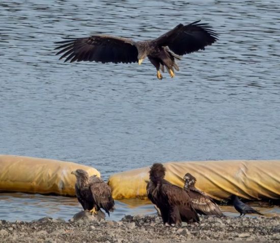 흰꼬리수리 가족.