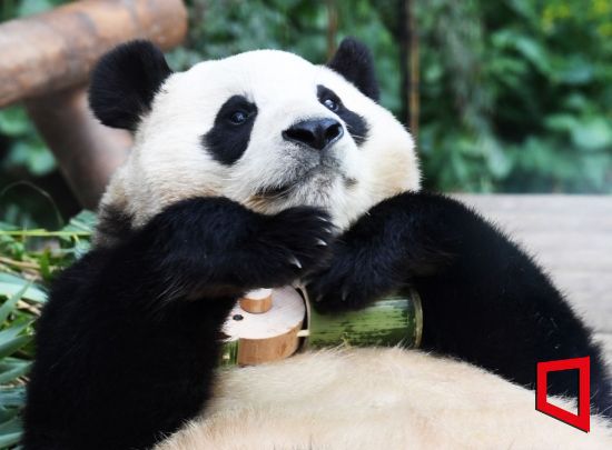 자이언트 판다 '푸바오'가 경기 용인시 에버랜드 판다월드에서 지냈던 시절의 모습.