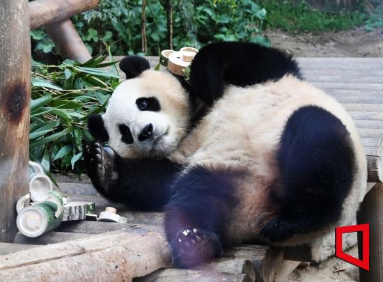 자이언트 판다 '푸바오'가 경기 용인시 에버랜드 판다월드에서 지냈던 시절의 모습.