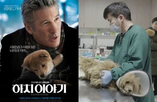 영화 하치이야기 포스터와 주인을 기다리다 풀숲서 구조된 아왕이 치료받는 모습. SNS