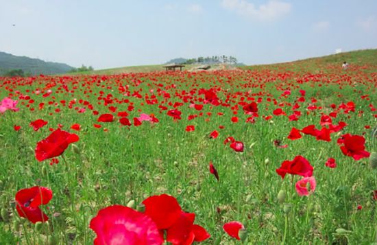 중앙고속도로남원주나들목 진입도로변 대형 꽃밭에 핀 양귀비 모습. 연합뉴스