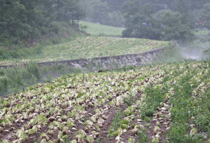 지난 5일 집중 호우로 피해를 입은 강원 태백시 매봉산 고랭지 배추밭에 배추가 널려 있다. 연합뉴스 제공
