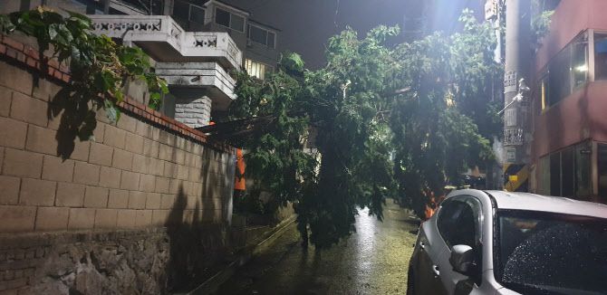 제8호 태풍 ‘바비’가 수도권으로 북상한 27일 오전 인천시 서구의 한 주택가 나무가 강풍에 쓰러져 있다. 사진=인천소방본부