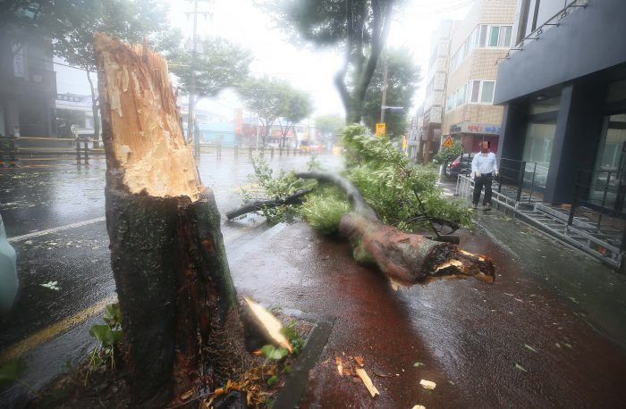 제8호 태풍 '바비'의 영향으로 26일 오전 제주시 오라일동 오남로 거리에 있는 가로수가 두동강 난채 쓰러졌다. (사진=연합뉴스)