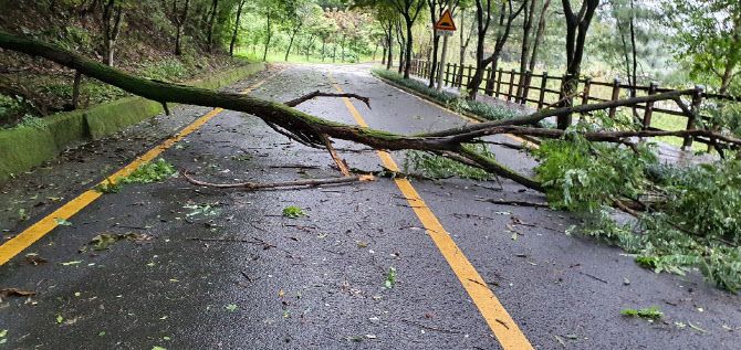 3일 대전 중구 보문산 사정공원 한 도로에 태풍 ‘마이삭’ 영향으로 나무가 쓰러져 있다. (사진=연합뉴스)