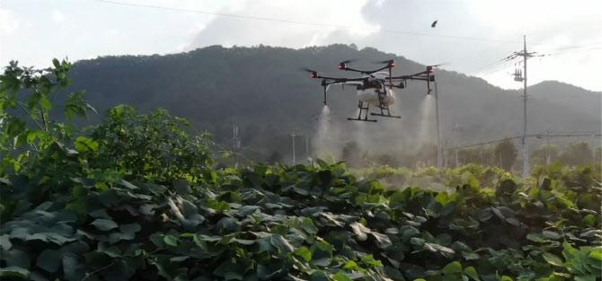 농림축산식품부가 강원 화천읍에서 드론을 이용해 아프리카돼지열병 방역을 위해 소독 작업 중이다. 농림축산식품부 제공