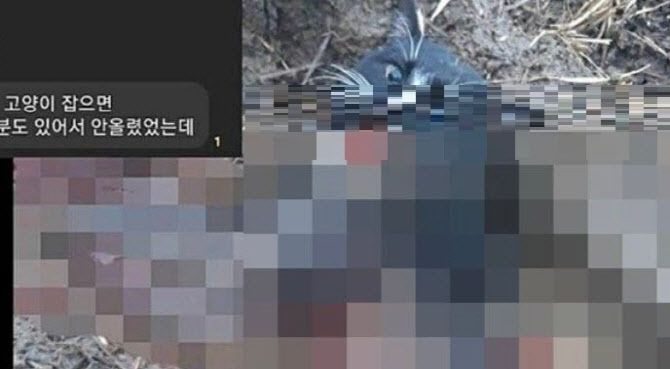 지난 달 한 메신저 오픈채팅방에 고양이, 너구리 등 여러 동물을 학대·살해한 뒤 사진과 동영상을 공유하는 글이 잇따라 올라와 경찰이 수사에 나섰다. (사진=뉴스1)
