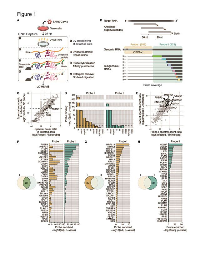 코로나19 바이러스에 감염된 세포에서 리보핵산 중합체를 분리해내는 모식도(위)와 이 방법으로 찾아낸 유전체 RNA와 하위 유전체 RNA에 특이적으로 결합하는 단백질들의 목록(아래).(자료=기초과학연구원)