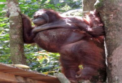 현재 재활센터 생활 중인 포니의 모습. (사진=보르네오 오랑우탄 생존 재단)