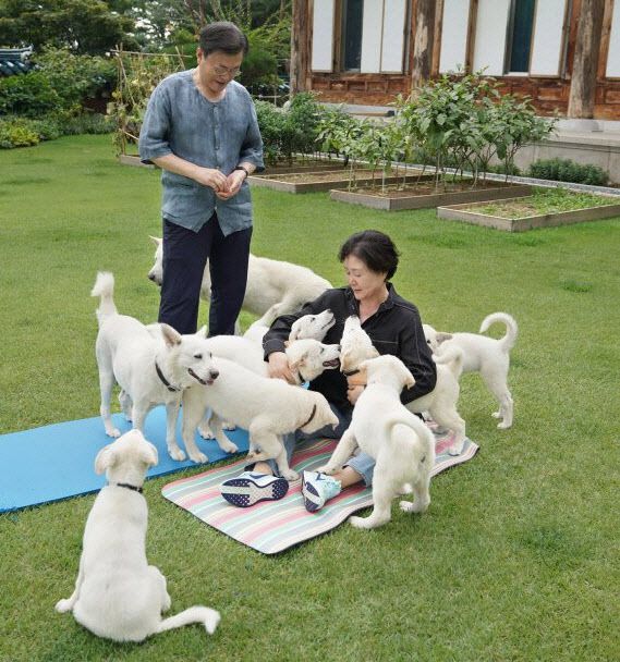 문재인 대통령은 지난 1일 사회관계망서비스(SNS)에 김정은 북한 국무위원장에 선물받은 풍산개와 자신의 반려견 사이에서 태어난 새끼 7마리를 공개했다. (사진=청와대 SNS)
