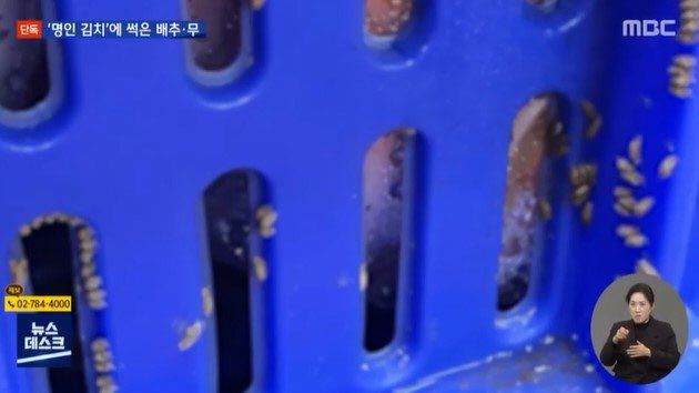 완제품 포장김치를 보관하는 상자에 애벌레 알이 달려 있는 모습 (사진=MBC)