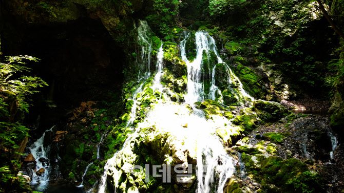 영화 ‘옥자’의 촬영 장소로 알려진 강원도 삼척의 무건리 이끼폭포. 국내 최고의 이끼폭포 세곳 중 한 곳으로 꼽히는 곳이다.