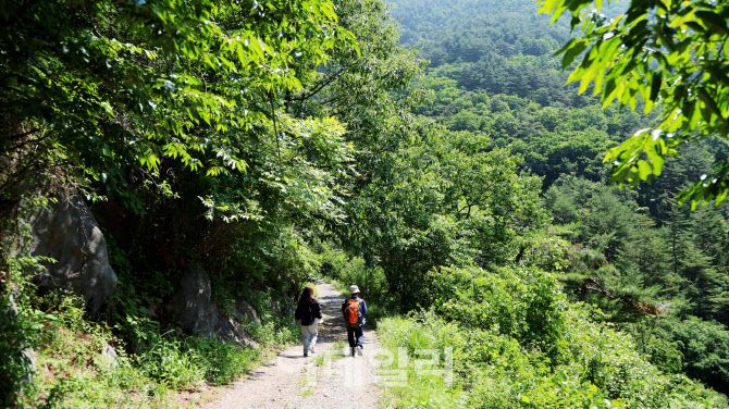 무건리 이끼폭포 가는 길은 차로 이동한 후 다시 임도로 4km 더 걸어서 들어가야 한다.