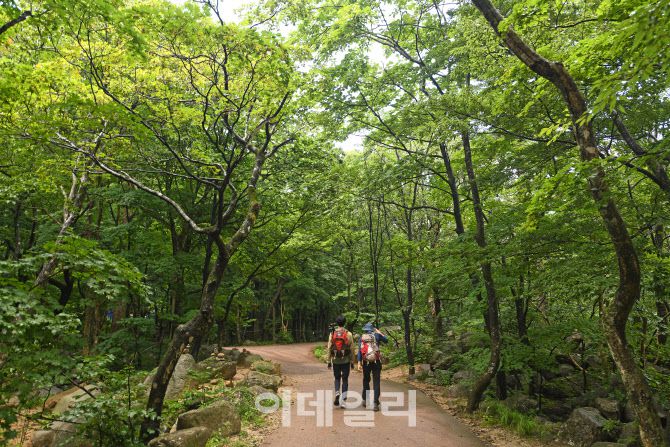 초록빛이 가득한 숲길