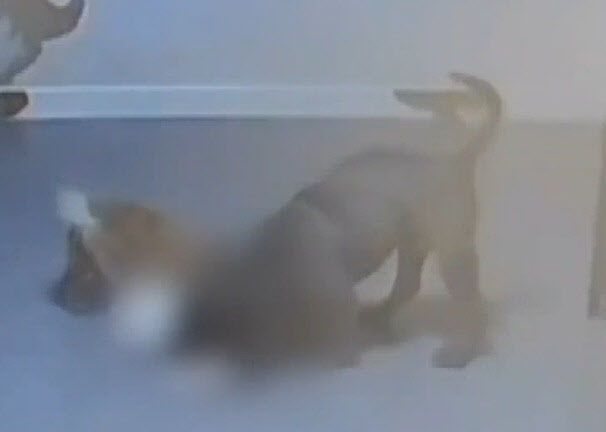 방치된 강아지들이 서로 물어뜯는 모습 (사진=SBS)