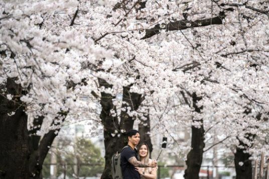 일본 도쿄에서 관광객들이 벚꽃 앞에서 사진을 찍고 있다. (사진=AFP)