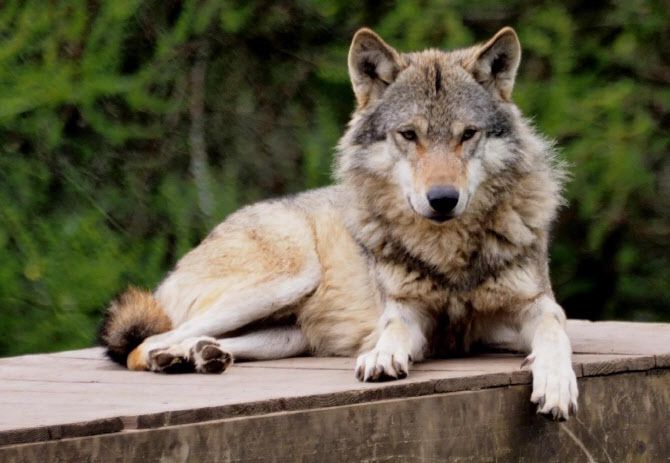 영국 스코틀랜드 던디의 캠퍼다운 야생동물 센터 안에 있는 한 늑대 (사진=캠퍼다운 야생동물 센터 SNS)
