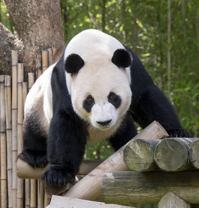 에버랜드 판다월드의 아빠 판다 러바오 (에버랜드 제공)