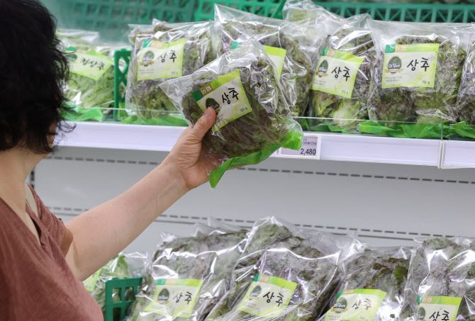 지난달 내린 집중호우로 상추, 시금치 등 농산물 가격이 급등하고 있다. 사진은 20일 서울 한 대형마트에서 상추를 고르는 시민의 모습. (사진=연합뉴스)