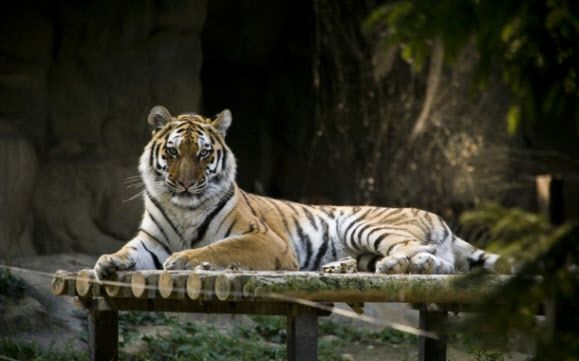 (사진=서울대공원 제공)