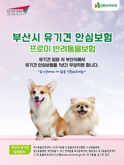 DB손해보험 유기견 안심보험 무상지원. 사진은 기사 내용과 관련 없음(사진=DB손해보험)