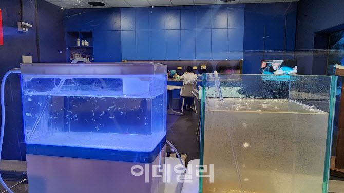 21일 베트남 하노이 롯데몰 웨스트레이크 하노이 아쿠아리움에 위치한 교육 시설에 해마 새끼가 자라고 있다. (사진=백주아 기자)
