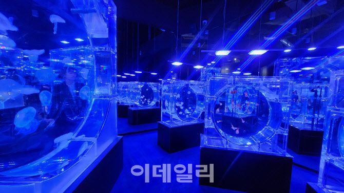 21일 베트남 하노이 롯데몰 웨스트레이크 하노이 아쿠아리움에 위치한 최대 규모 해파리 수조. (사진=백주아 기자)