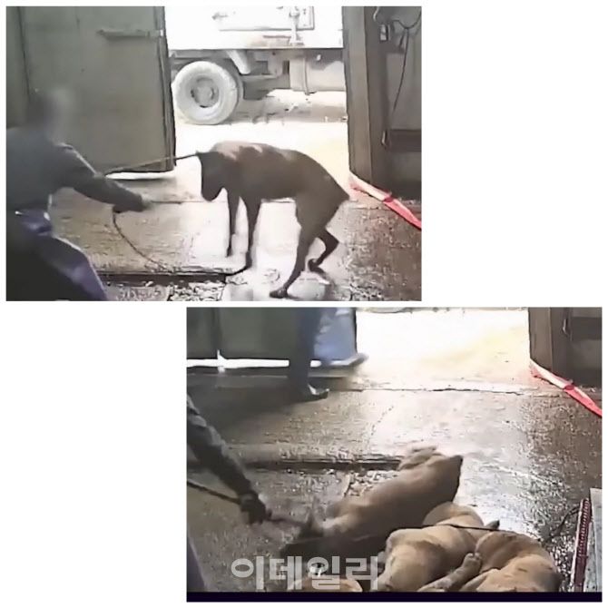동물보호단체 동물해방물결이 지난 2021년 발간한 ‘개 도살, 매매 실태 조사’ 후 공개한 도살자들이 식용 목적의 개들을 잡아 싣는 모습(사진=동물해방물결)