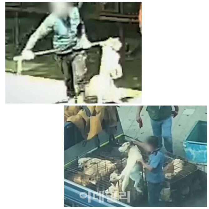 동물보호단체 동물해방물결이 지난 2021년 발간한 ‘개 도살, 매매 실태 조사’ 후 공개한 도살자들이 식용 목적의 개들을 잡아 싣는 모습(사진=동물해방물결)