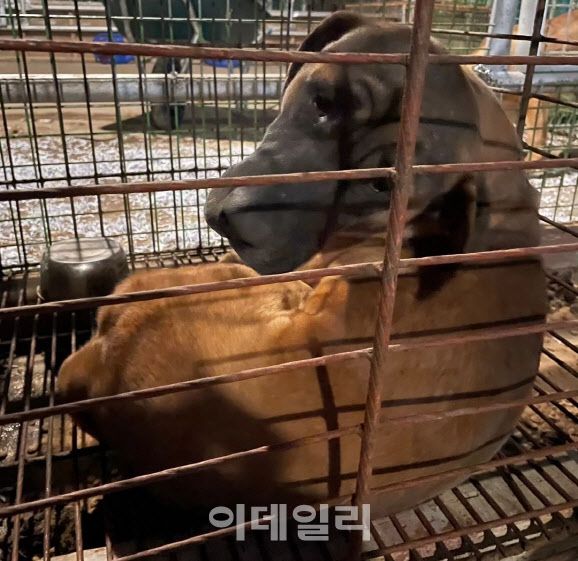 육견협회가 지난달 30일 세종시 정부세종청사 앞 도로변에 유기한 도사견이 동물보호단체 보호소로 옮겨진 모습. (사진=동물보호단체 유엄빠 제공)