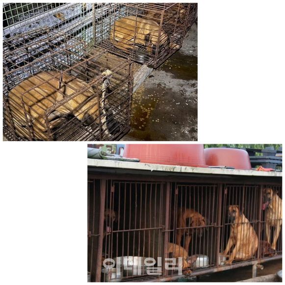 동물보호단체 카라가 적발한 불법 용두동 개농장의 모습 (사진=동물보호단체 카라 제공)