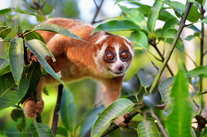 빈탄에서 볼 수 있는 늘보원숭이 (유니홀리데이 제공)