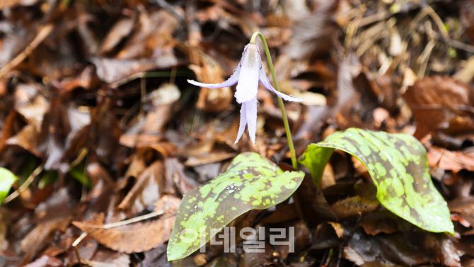 화암사로 가는 계곡에서 만난 얼레지