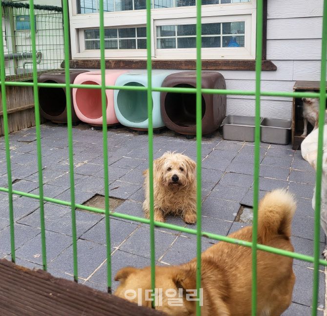 유기견숲에서 지내고 있는 중소형견 개의 모습(사진=박지애 기자)