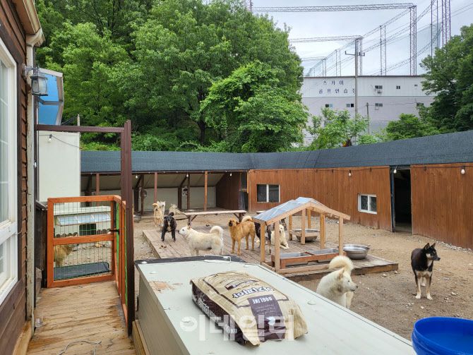 유기견 숲의 모습. 박소장은 대형견들이 뛰어놀 수 있는 야외를 제공하고 실내 견사를 직접 지었다고 한다. (사진=박지애 기자)