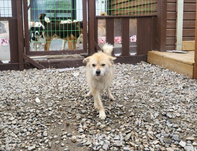 뒷다리 사용이 불가해 합사가 불가하다고 판단해 분리 돼 생활하는 유기견숲의 개 ‘둘리’의 모습(사진=박지애 기자)