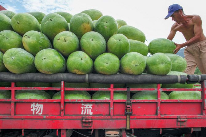 대만 이란현의 다통 지역에서 농부가 수박을 수확하고 있다. (사진=AFP)